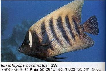 Euxiphipops sexstriatus